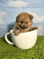 AKC Biscuit , a male Pomeranian for sale in Bonne Terre, MO – Photo 2 of 8