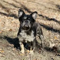 AKC Delta, a female French Bulldog for sale in Bonne Terre, MO – 10 of 10
