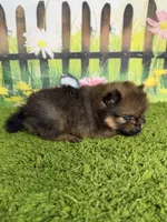 AKC Pip, a male Pomeranian for sale in Bonne Terre, MO – 10 of 10
