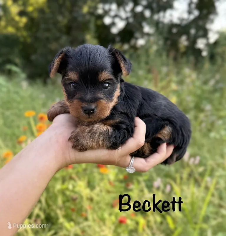 Beckett – Yorkshire Terrier puppy for sale in Bonne Terre, MO