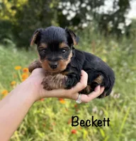 Beckett, a male Yorkshire Terrier for sale in Bonne Terre, MO – 1 of 8
