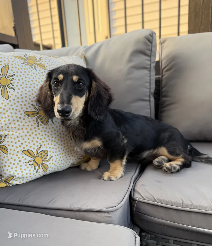 AKC Sutton  – Miniature Dachshund puppy for sale in Bonne Terre, MO