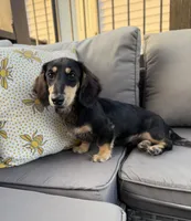 AKC Sutton , a male Miniature Dachshund for sale in Bonne Terre, MO – 1 of 10