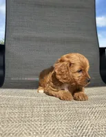 APRI Thatcher , a male Cavapoo for sale in Bonne Terre, MO – 8 of 10
