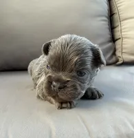 AKC Denver, a male French Bulldog for sale in Bonne Terre, MO – 5 of 10