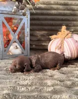 AKC Brooks, a male Miniature Dachshund for sale in Bonne Terre, MO – 2 of 6