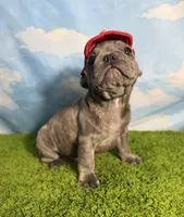 AKC Jett, a male French Bulldog for sale in Bonne Terre, MO – 3 of 10