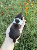 AKC Loretta , a female Miniature Dachshund for sale in Bonne Terre, MO – 2 of 10