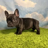 AKC Jada, a female French Bulldog for sale in Bonne Terre, MO – 7 of 8