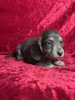 AKC Snickers, a male Miniature Dachshund for sale in Bonne Terre, MO – 5 of 5