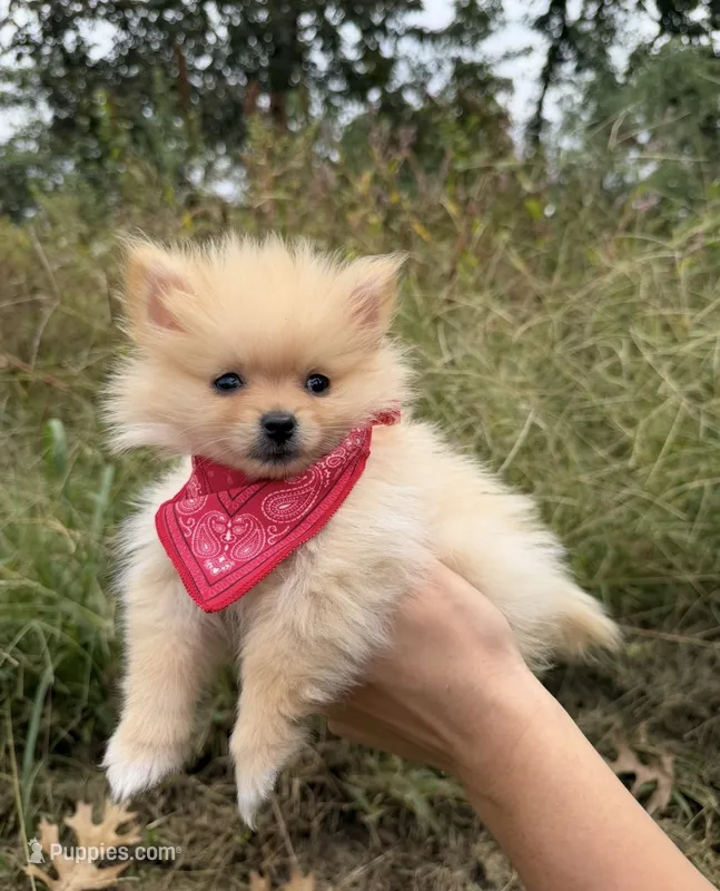 AKC Peanut – Pomeranian puppy for sale in Bonne Terre, MO
