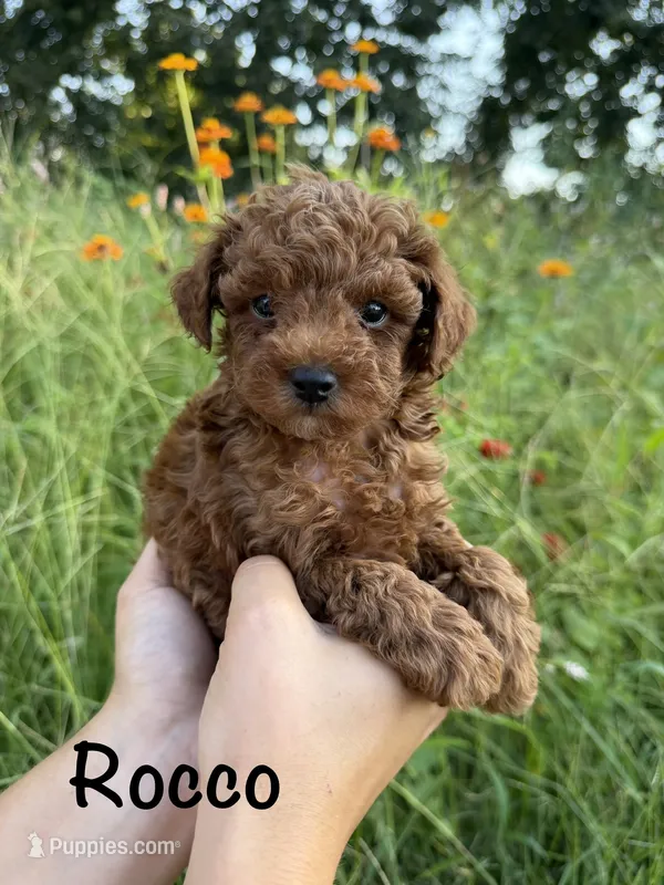 Rocco  – Poodle - Toy  puppy for sale in Bonne Terre, MO