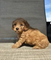 APRI Talon , a male Cavapoo for sale in Bonne Terre, MO – 2 of 10