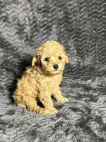 AKC Arlo , a male Poodle - Toy  for sale in Bonne Terre, MO – Photo 2 of 4