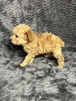 AKC Arlo , a male Poodle - Toy  for sale in Bonne Terre, MO – Photo 4 of 4