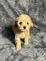 AKC Arlo , a male Poodle - Toy  for sale in Bonne Terre, MO – Photo 3 of 4