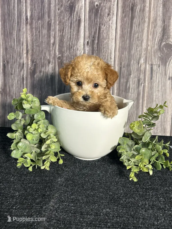 AKC Arlo  – Poodle - Toy  puppy for sale in Bonne Terre, MO
