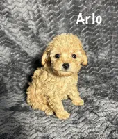 AKC Arlo , a male Poodle - Toy  for sale in Bonne Terre, MO – Photo 1 of 4