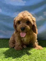 APRI Asher, a male Cavapoo for sale in Bonne Terre, MO – 3 of 10
