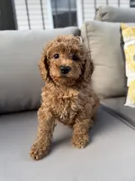 Hazel, a female Poodle - Miniature  for sale in Bonne Terre, MO – 3 of 8