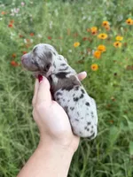 AKC Waylon, a male Miniature Dachshund for sale in Bonne Terre, MO – 7 of 10