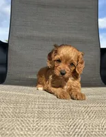 APRI Thatcher , a male Cavapoo for sale in Bonne Terre, MO – 9 of 10