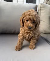 Hazel, a female Poodle - Miniature  for sale in Bonne Terre, MO – 8 of 8