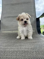 Gilly , a male Maltipoo for sale in Bonne Terre, MO – 3 of 8