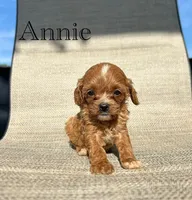APRI Annie, a female Cavapoo for sale in Bonne Terre, MO – 1 of 7
