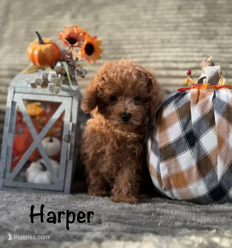 Harper  – Poodle - Miniature  puppy for sale in Bonne Terre, MO