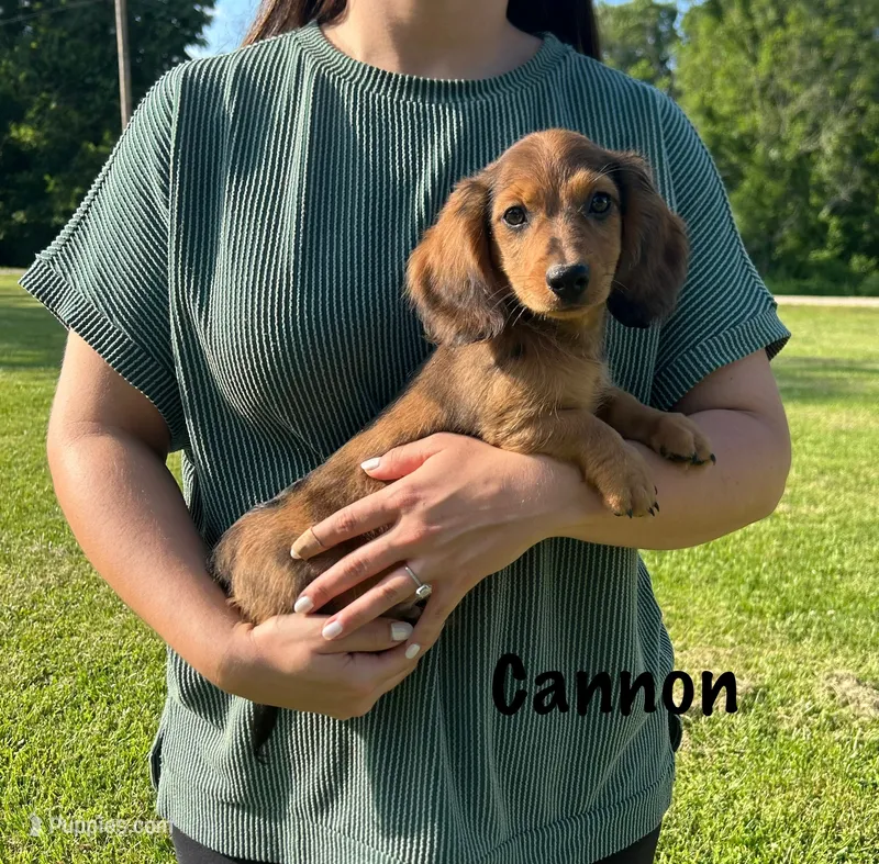 AKC Cannon – Miniature Dachshund puppy for sale in Bonne Terre, MO