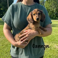 AKC Cannon, a male Miniature Dachshund for sale in Bonne Terre, MO – 1 of 10