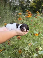 AKC Cinch , a male Miniature Dachshund for sale in Bonne Terre, MO – 3 of 8