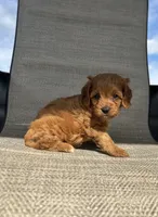 APRI Thatcher , a male Cavapoo for sale in Bonne Terre, MO – 2 of 10