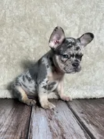 AKC Duncan, a male French Bulldog for sale in Bonne Terre, MO – 3 of 10