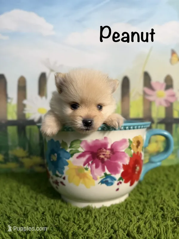 AKC Peanut – Pomeranian puppy for sale in Bonne Terre, MO