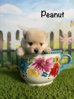 AKC Peanut, a male Pomeranian for sale in Bonne Terre, MO – 1 of 8