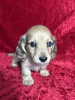 AKC Stetson , a male Miniature Dachshund for sale in Bonne Terre, MO – 2 of 8