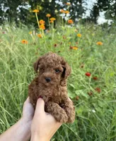 Rocco , a male Poodle - Toy  for sale in Bonne Terre, MO – 8 of 8