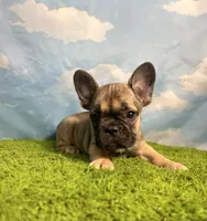 AKC Jagger, a male French Bulldog for sale in Bonne Terre, MO – 3 of 10