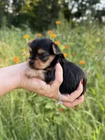 Dottie, a female Yorkshire Terrier for sale in Bonne Terre, MO – 3 of 8
