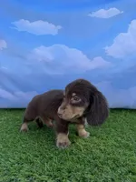 AKC Connor , a male Miniature Dachshund for sale in Bonne Terre, MO – 3 of 10