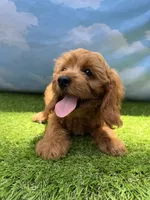 APRI Ace , a male Cavapoo for sale in Bonne Terre, MO – 4 of 10