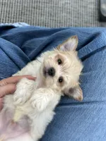 Gilly , a male Maltipoo for sale in Bonne Terre, MO – 1 of 8