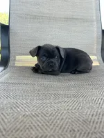 AKC Madden, a male French Bulldog for sale in Bonne Terre, MO – 6 of 7