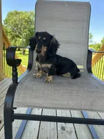 AKC Asher, a male Miniature Dachshund for sale in Bonne Terre, MO – 5 of 8