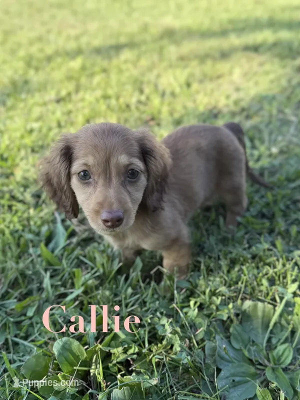 AKC Callie  – Miniature Dachshund puppy for sale in Bonne Terre, MO
