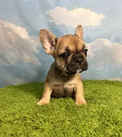 AKC Jolene, a female French Bulldog for sale in Bonne Terre, MO – 2 of 8