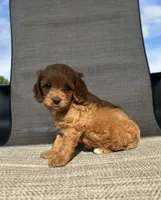 APRI Thatcher , a male Cavapoo for sale in Bonne Terre, MO – 10 of 10
