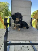 AKC Asher, a male Miniature Dachshund for sale in Bonne Terre, MO – 2 of 8